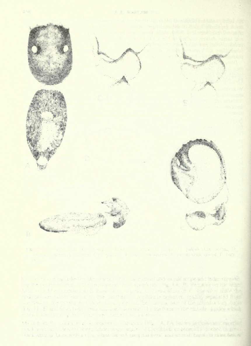 456 F. R. WANLESS Fig. 7 Cyrba ocellata (Kroneberg). d from Sri Lanka: A, dorsal; C, palpal tibia, dorsal; D, carapace, lateral. Lectotype cf [C.