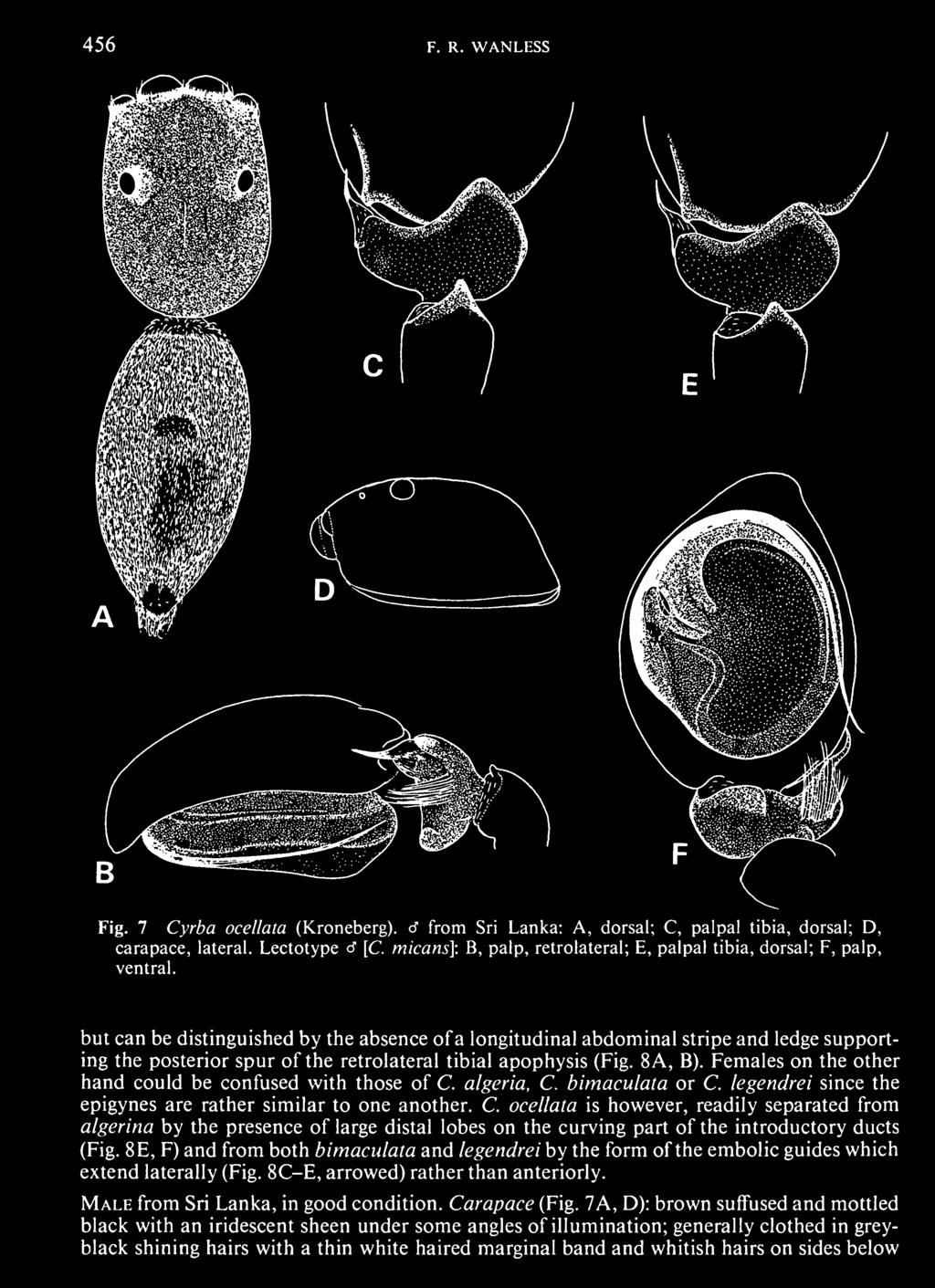 algeria, C. bimaculata or C. legendrei since the epigynes are rather similar to one another. C. ocellata is however, readily separated from algerina by the presence of large distal lobes on the curving part of the introductory ducts (Fig.