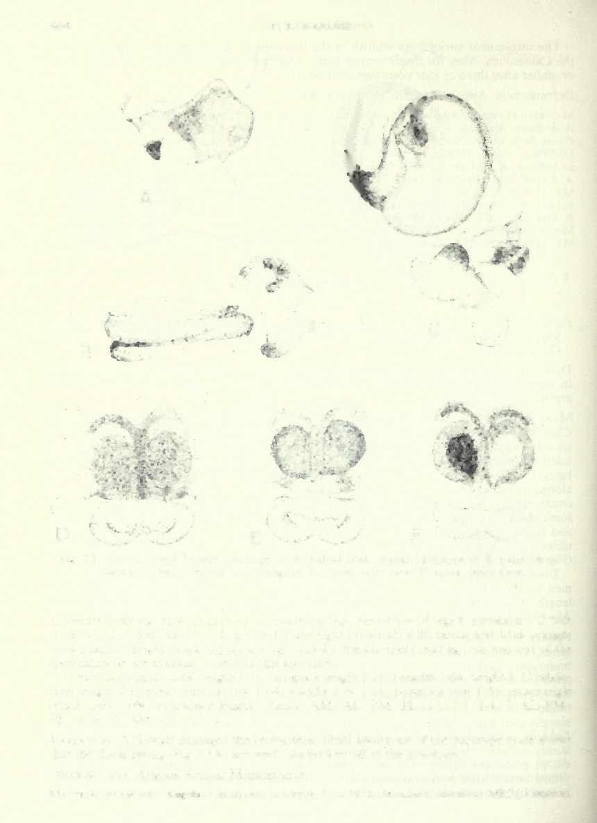 464 F. R. WANLESS B Fig. 11 Cyrba boveyi Lessert, paratype rf: A, palpal tibia, dorsal. Holotype d: B, palp, retrolateral; C, palp, ventral.