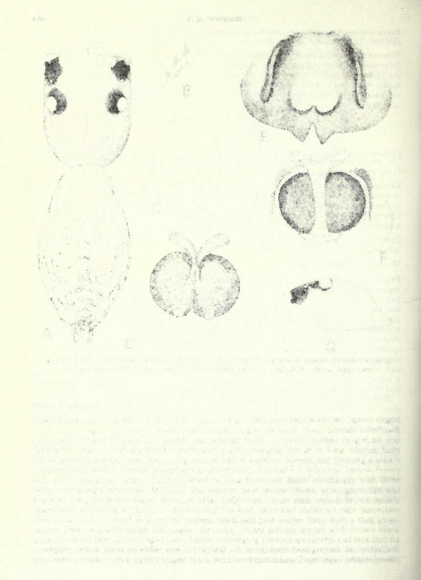 466 F. R. WANLESS Fig. 12 Cyr6a nigrimana Simon, lectotype 9: A, dorsal; G, carapace, lateral. Paralectotype 9: B, cheliceral teeth; C, sternum; D, vulva, inner view; E, epigyne; F, vulva, outer view.