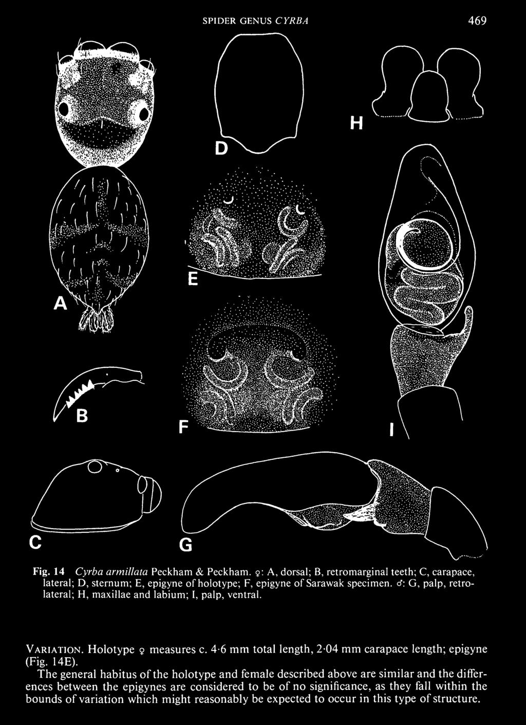 The general habitus of the holotype and female described above are similar and the differences between