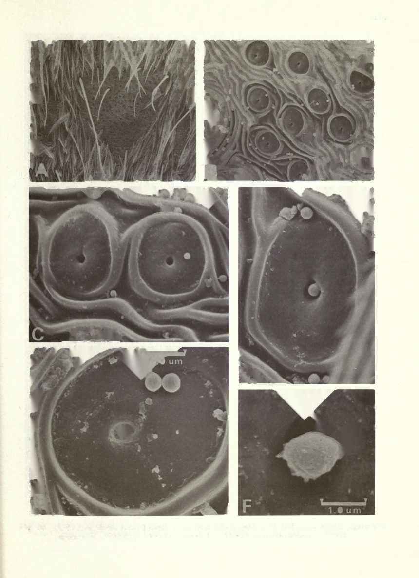 Fig. 20 (A-F) Holcolaetis