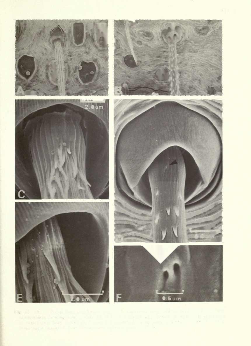 Fig. 22 (A, C) Portia fimbriata Doleschall, <f: A,