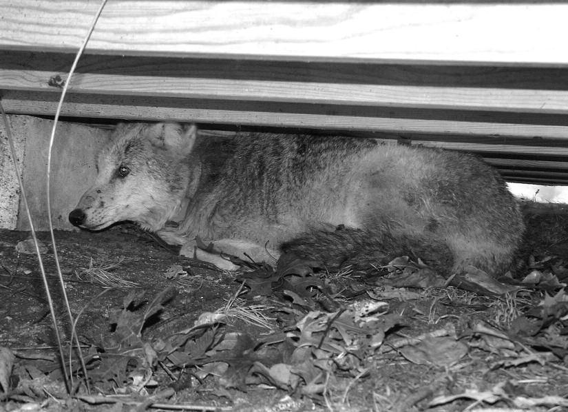 2008 WAY and TIMM: NOMADIC BEHAVIOR OF AN OLD COYOTE 321 FIGURE 3.