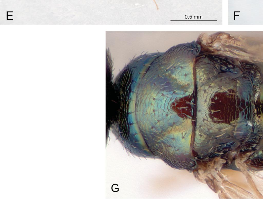 , holotype, head and antennae