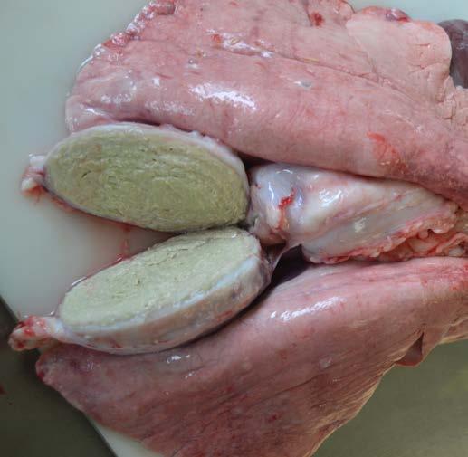 Consider testing for CLA in cases of: External pus-filled lesions Thin ewes with or without respiratory signs Poor fleece quality Poor fertility in rams Poor body condition score (BCS) or poor weight