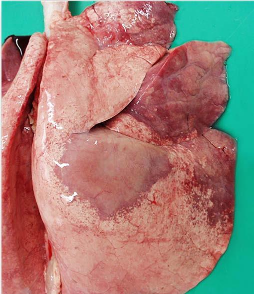 A classic lesion of OPA, although the tumour may be found throughout the lungs Photo source: Hal Thompson, Richard