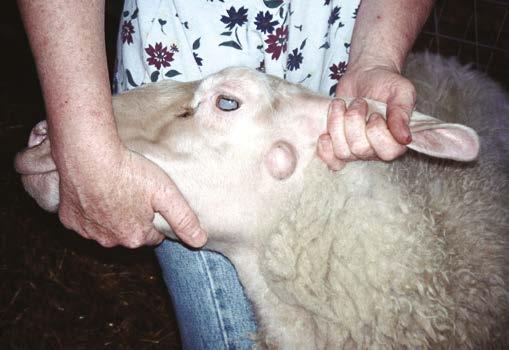 Caseous lymphadenitis (CLA) Caseous lymphadenitis (CLA) is caused by Corynebacterium pseudotuberculosis and primarily affects sheep and goats worldwide.