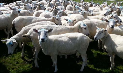 Transmission CLA bacteria infect sheep through abrasions on the skin, ingestion and, potentially, inhalation.