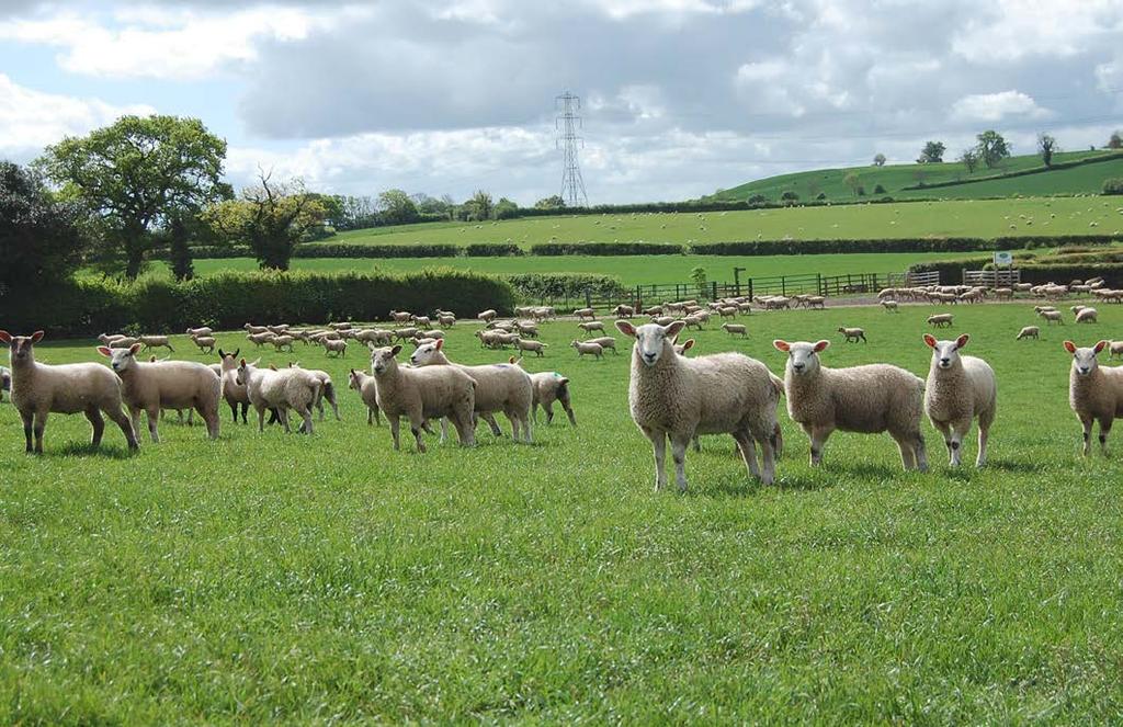 Ovine Johne s disease Recent data from a UK study of 63 flocks indicated that, on average, only 17% of lowland breeding ewes in flocks infected with Johne s were retained for more than three years,