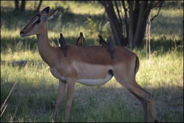 This is the perfect time for impala to be mating because predators hunt more effectively when the moon is not illuminating the night.