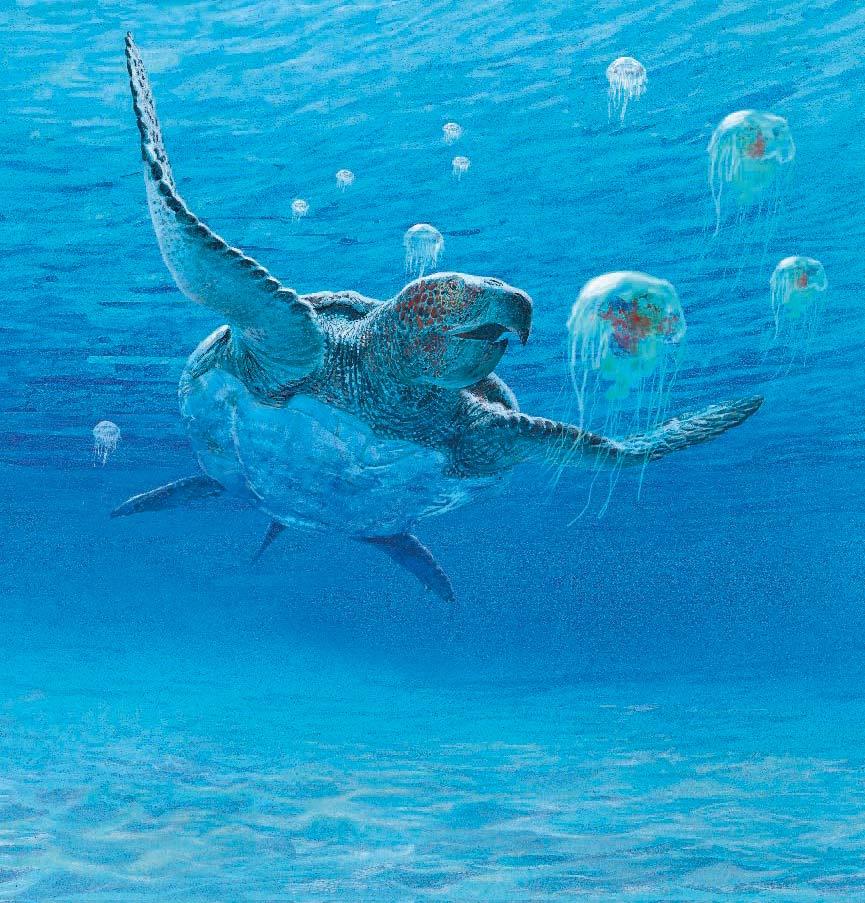 Archelon was the largest turtle of dinosaur time.