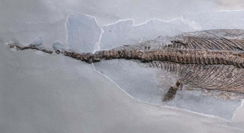 Most fossils are not found by scientists.