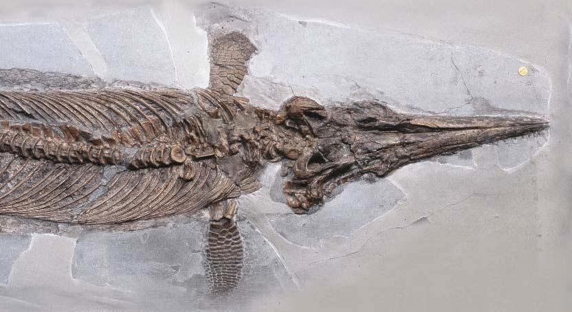This photo shows Mary s Ichthyosaurus discovery. That skeleton wasn t her only great discovery.