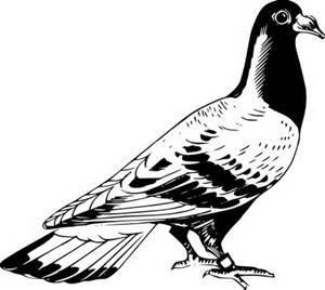 ~~~~PIGEON SHOW~~~~ # of birds you are entering CLASS BREED VARIETY Or Color description S E X TT Leg Band # $$ 1 Fancy Frillback Blue Black H NPI