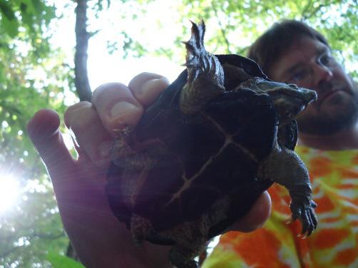 Catesbeiana 2013 33(1) Sternotherus odoratus (Eastern Musk Turtle). VA: Franklin Co., Ferrum, Ferrum College Campus. Chapman Pond (36º, 55 32 N, 80º 01 40 ). Elevation 1346 (410 m).