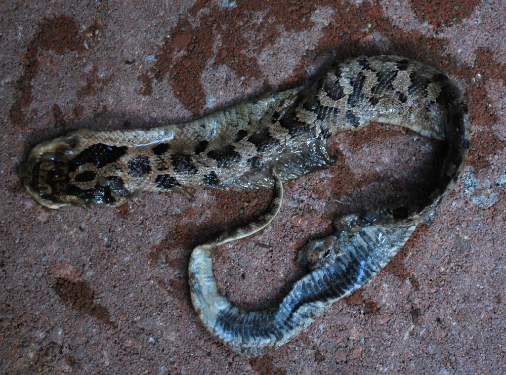 Catesbeiana 2013 33(1) Heterodon platirhinos (Eastern Hog-nosed Snake). VA: Cumberland Co., 12.4 km NE Cumberland, (37.55647 N, 78.12666 W, NAD 844). 31 August 2012. Wendy H. Robertson.