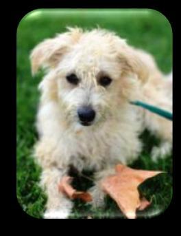 Meet Ronin at our San Clemente location. Julia- is a cuddly 7 month old poodle mix.