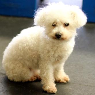 Sounds terrible, is what happened to little Renee, a very sweet Bichon Frise.
