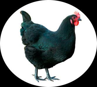 Brown Egg Layers Rhode Island Red Through the years this breed has maintained its reputation as a