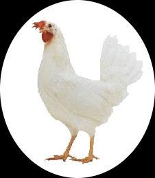 White Egg Layers & Specialty Breeds Pearl White Leghorn This breed was developed from special strains of White Leghorns.