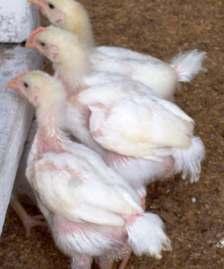 cases will not be absorbed by the small poultry
