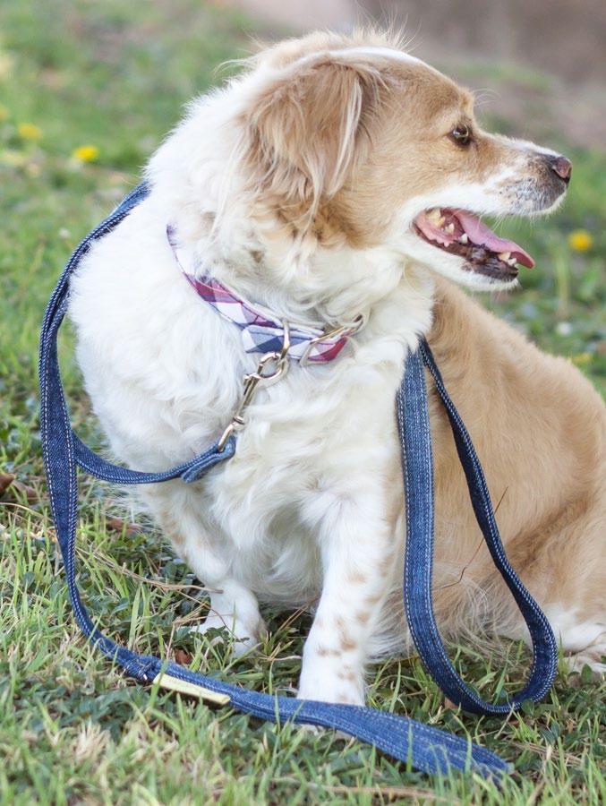 RECLAIMED DENIM DOG LEASH The perfect complement to a smart and polished Traditional Dog Collar A dog leash in classic American