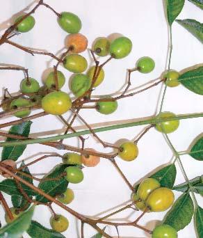 247 mm. The leaves and ripe fruits of M. azedarach var subtripinnata (out 30-yr old; Fig. 1) were collected from the campus and used in the in vitro and in vivo trials. 2.