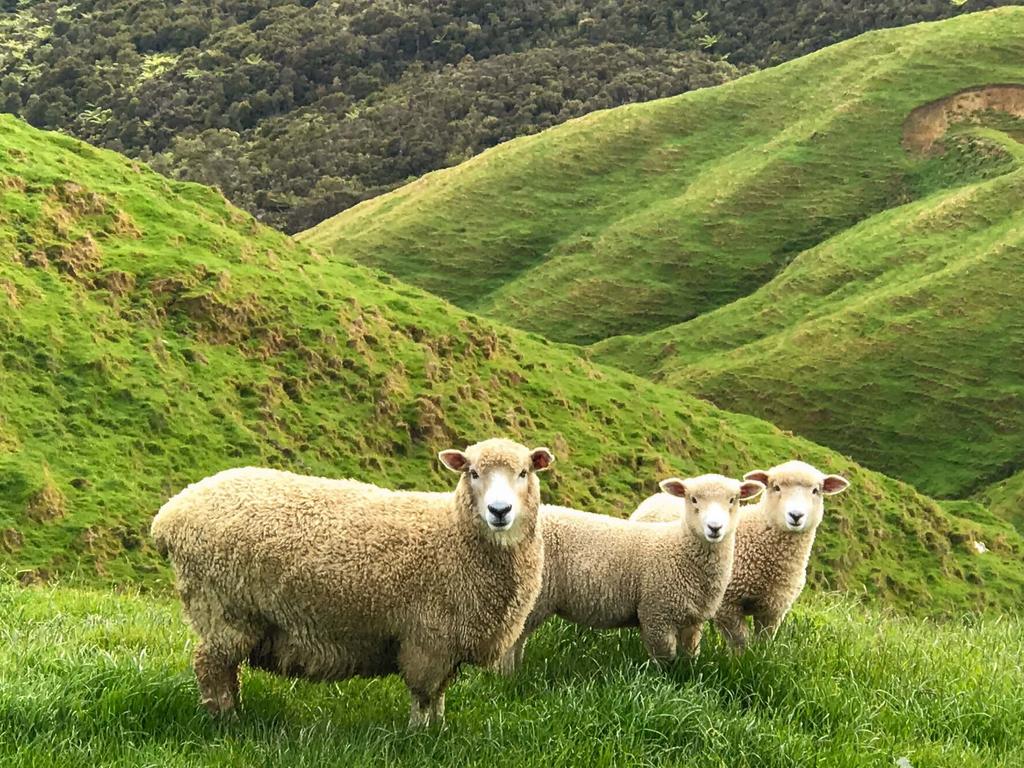 White Rock Wairere hogget with