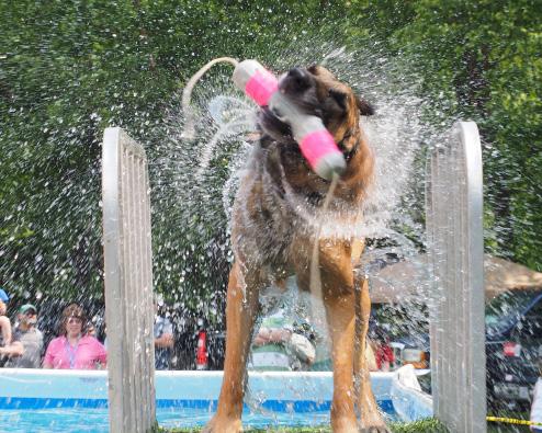 2015 featured its first nationalqualifying DiscDogathon competition, and 2016 added a sanctioned flyball competition.