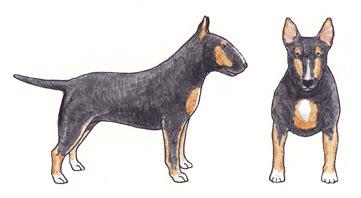Coat Colour in Bull Terriers Expression of Colour There are a limited number of coat colours in Bull Terriers.