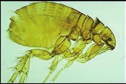 By the time a pet owner sees fleas on a pet, immature stages have been in the environment for 1 to 2 months.