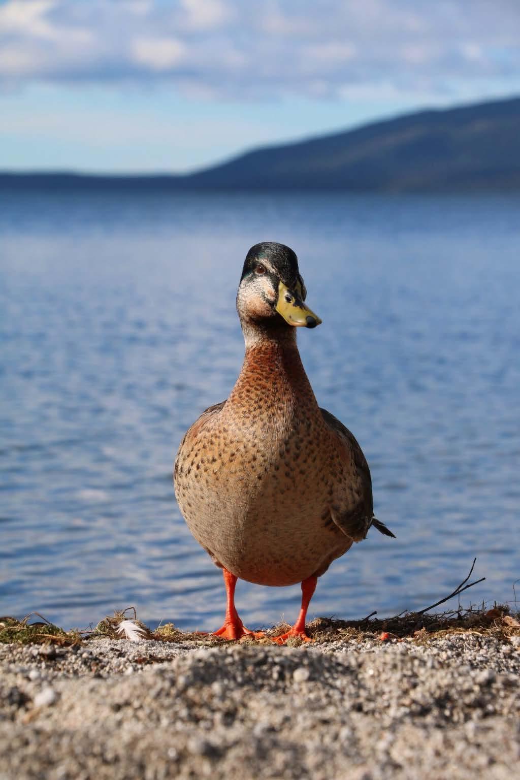 Meet the Mallard Duck Photo