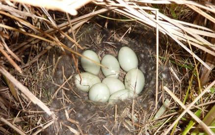 Breeding/Nesting We have learned: Mallard ducks can lay between 10 and 13 pale green eggs The incubation time