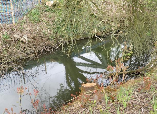 Photograph 1: View looking downstream along Coldham s Brook (view from the upstream limit of the survey). Photograph 2: The lower downstream section of the surveyed section 3.
