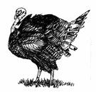 OCEANA COUNTY 4-H SMALL MARKET TURKEY RECORD BOOK- 2018 (for ages 9 and up) As a member of the Small Market Animal Project, you are required to submit your records as part of an educational project