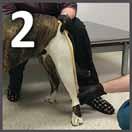 Step 2: Veterinarian or rehabilita on professional takes a cast of the dog's leg.