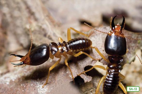 Termite Soldiers 5A-13 Termite workers perform similar jobs to the worker ants, but the job of guarding the colony rests with a small number of soldiers, equipped with strong legs and