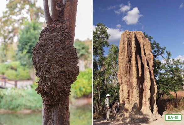 Termites nest in a tree and termite mound 5A-15 Does this nest look a bit like a wasp nest? I think so. It s made of chewed wood and saliva like the wasp nest, but with added mud and soil.