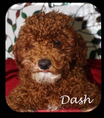 Dash is our newest sire, a ruby red, toy poodle (son of Spanky).