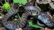 (4 points) Identification: Identify each snake below to the most specific level required by the