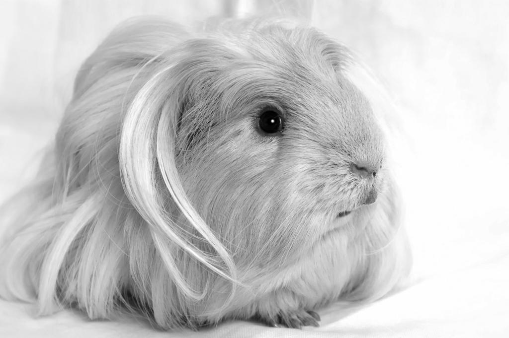 8 The photograph shows a pedigree guinea pig. 14 The owner of this guinea pig would like to take him to a show.