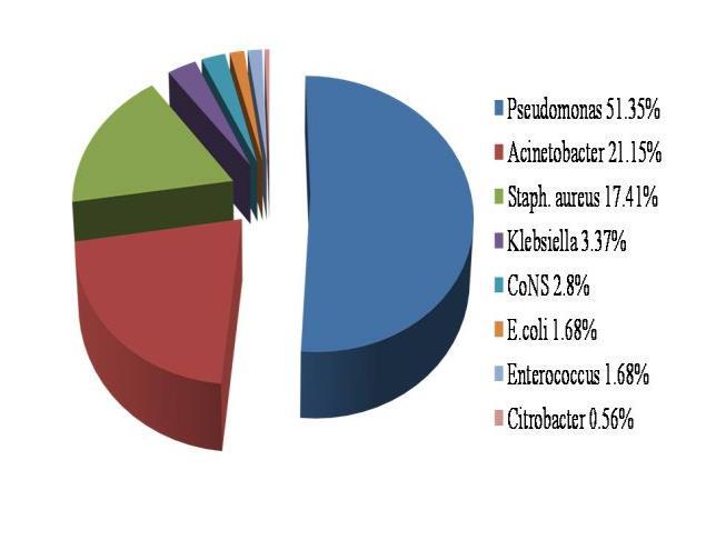 coli (44) Klebsiella (15) Pseudomonas (169) Enterobacter (2) Citrobacter (4) Acinetobacter (55) Ceftazidime, 23 (52%) 5 (33%) 92 (54%) 1 (50%) 1 (25%) 30 (55%) Ceftizoxime 21 (47%) 4 (27%) 96 (57%) 1