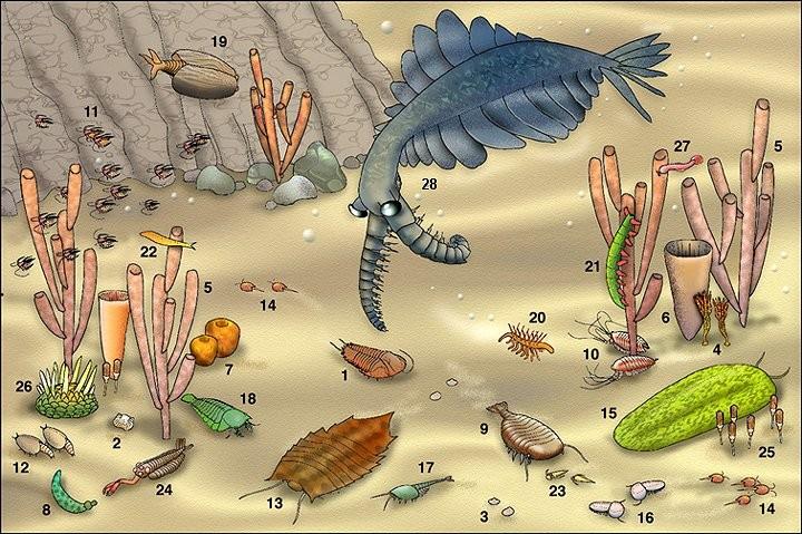 Supercontinent Pannotia In the image above, trilobites (1) live among many species that are not normally preserved.