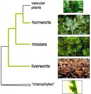 The evolution of terrestrial invertebrates!