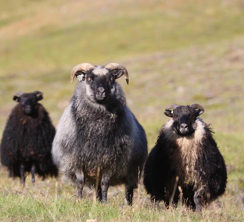 Fertility Breeding goal: 2 lambs per adult ewe and 1 lamb per one year old ewe.