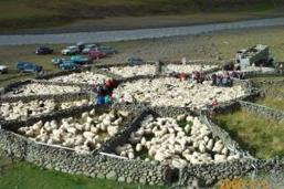 Farmers making hay. Sheep gathering.