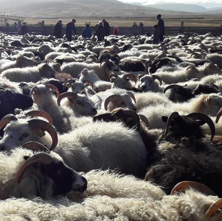 The Icelandic sheep North European short-tailed breed Brought to Iceland with the Vikings