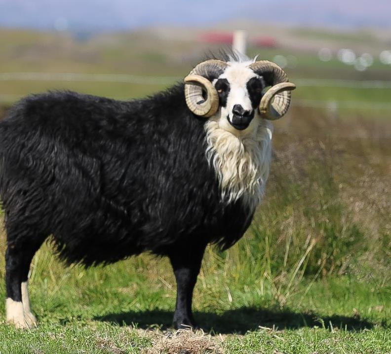 The Icelandic Leadersheep Sheep with special leader characteristics This breed had an important purpose in