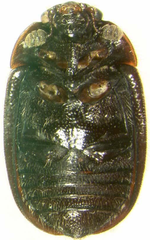 PST MST MPT MSE MAS MTP MTT APC AST 1 AST 2-4 HYP ATF MTS LAF LVP SF VMF Figure 3. Ventral habitus of Pocadius fulvipennis Erichson, with metendosternite (MTS) inset.